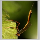 Acaenitinae spp - Schlupfwespe w08c 7mm fdet02.jpg